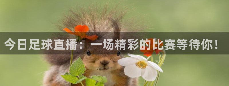 龙门直播nba下载：今日足球直播：一场精彩的比赛等待你！